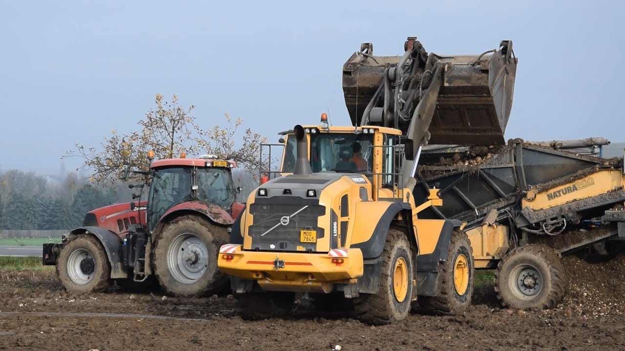 Odvoz cukrové řepy pro cukrovar Litovel - Case IH Puma 185 cvx