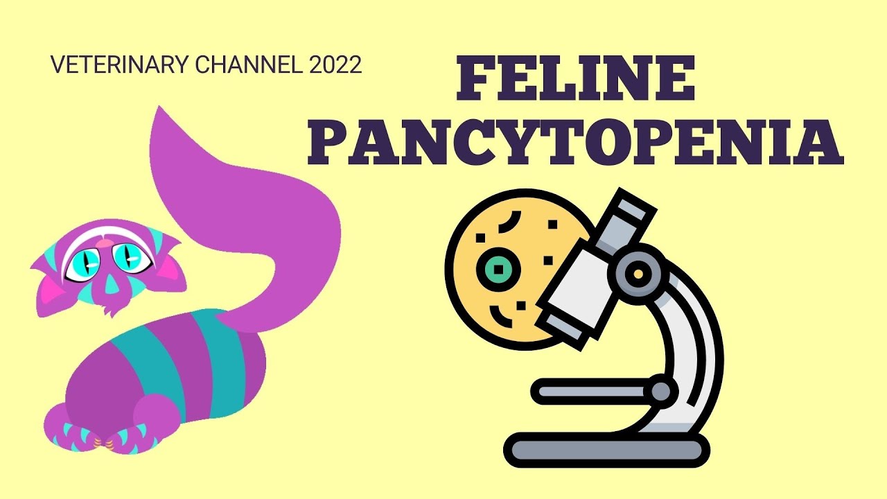 Veterinary Internal Medicine: Pancytopenia In Cats