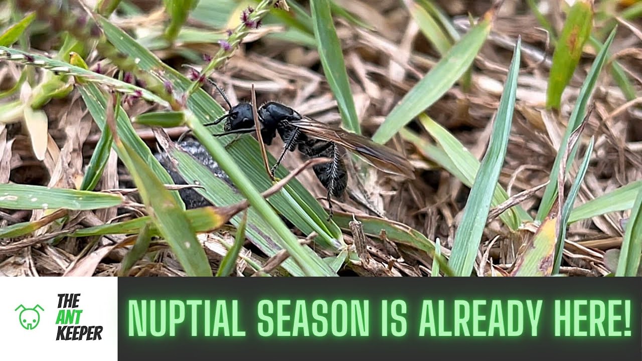 Nuptial Flights - Queen Ants Are Flying Near You!