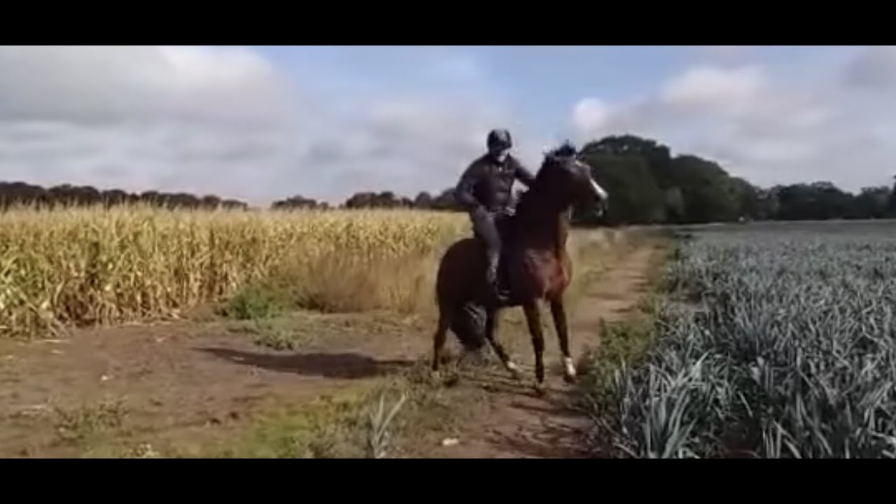 Approach to napping - Michael Peace@thinkequus A True Horseman helps the horse understand & accept.