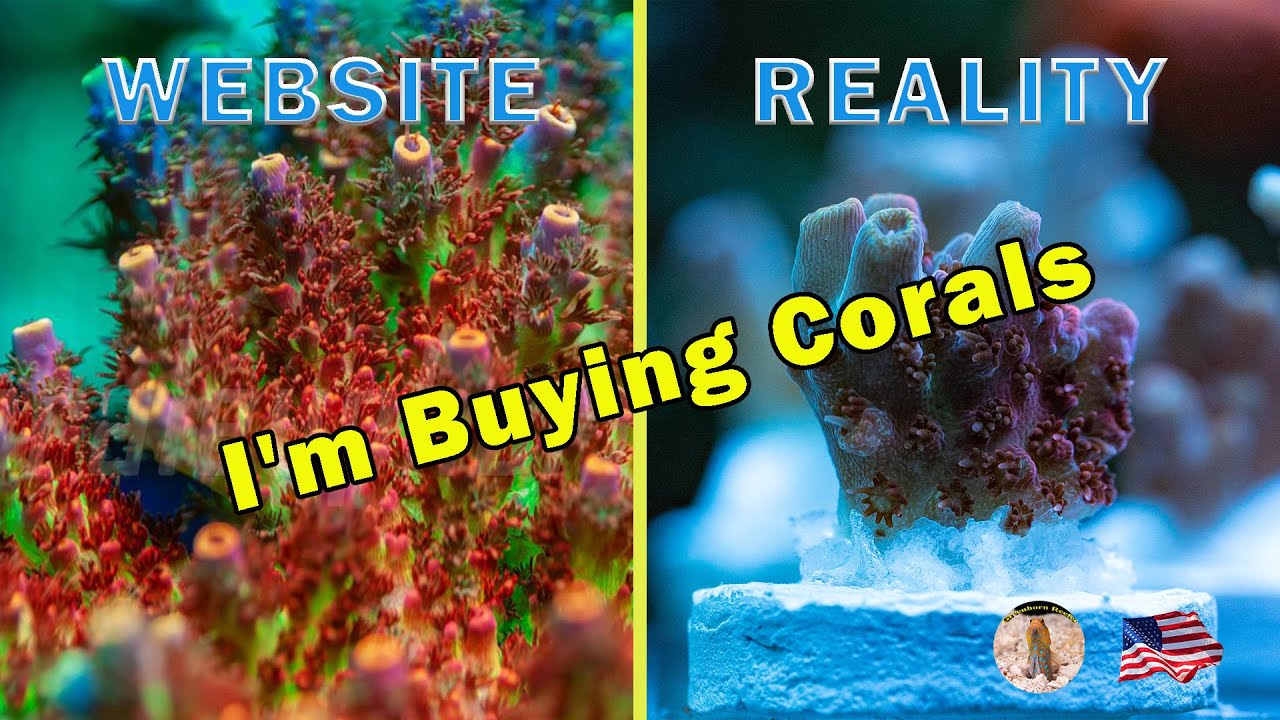 UNBOXING NEW CORALS | MY 300L REEF TANK CALIFORNIA  | Website Picture VS. Reality After Received