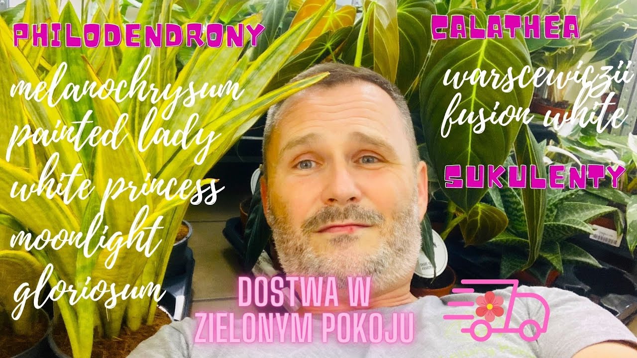 Czy ta dostawa roślin jest dla Ciebie? piękne Filodendrony, długie Lepismium, welurowe Warscewiczii