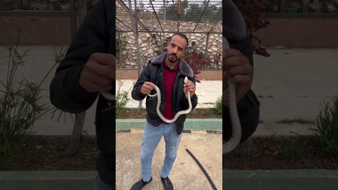 طريقة الإمساك بالافعى و التخلص منها