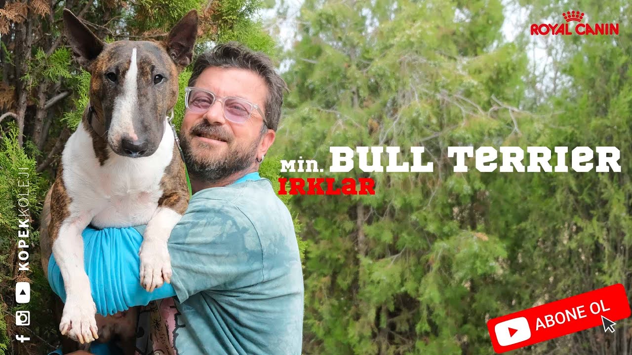 Köpek Irkları - Min. Bull Terrier