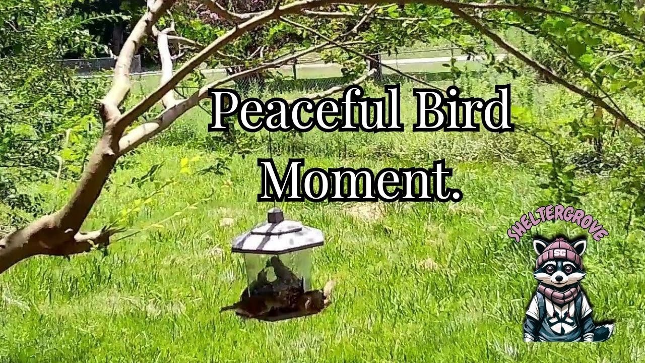 Mother Bird Feeds Chick | Peaceful Nature Sounds for Calm and Focus.