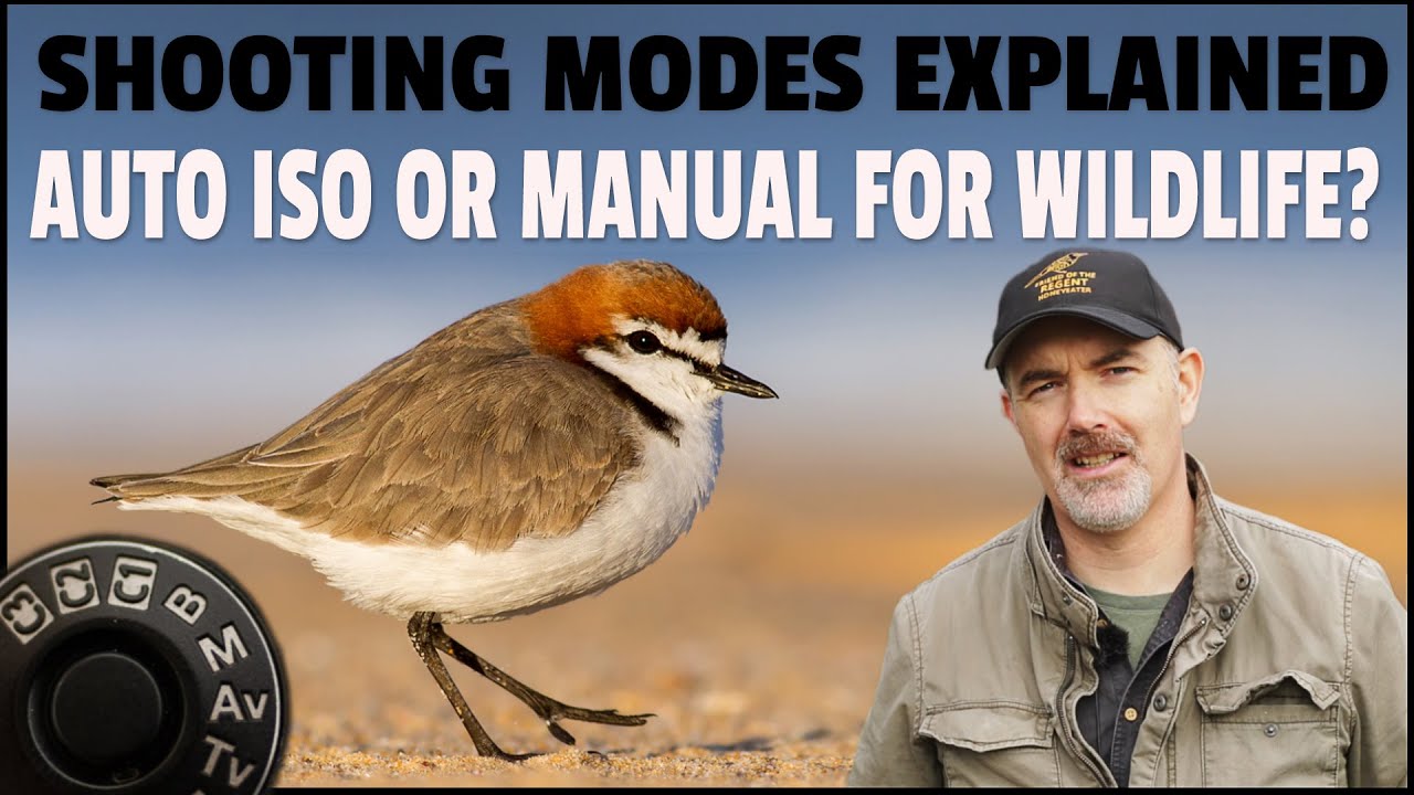 Bird Photography Shooting Modes Explained - Auto ISO or Manual, Does It Really Matter for Wildlife?