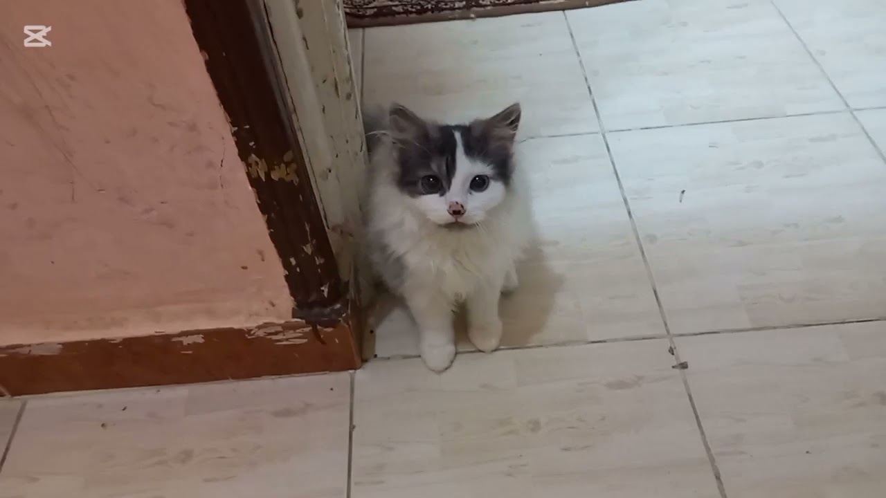 جوله في شقتي لاستقبال عيد الاضحي  كل سنه وانتم طيبين💕 مع فطار خفيف محشي ورق عنب وصنيت فراخ فالفرن 🐑🐏