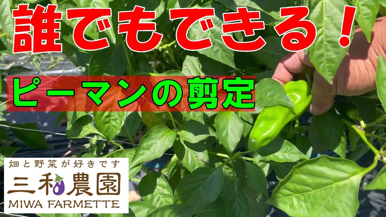 たくさん収穫するためのピーマンの剪定は簡単です！NO656（2023.7.16）