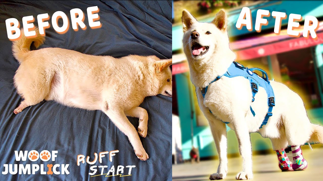 Dog Almost Killed For Meat Trade Had Legs Cut Off But Still Trusts Humans - WoofJumpLick Ruff Start