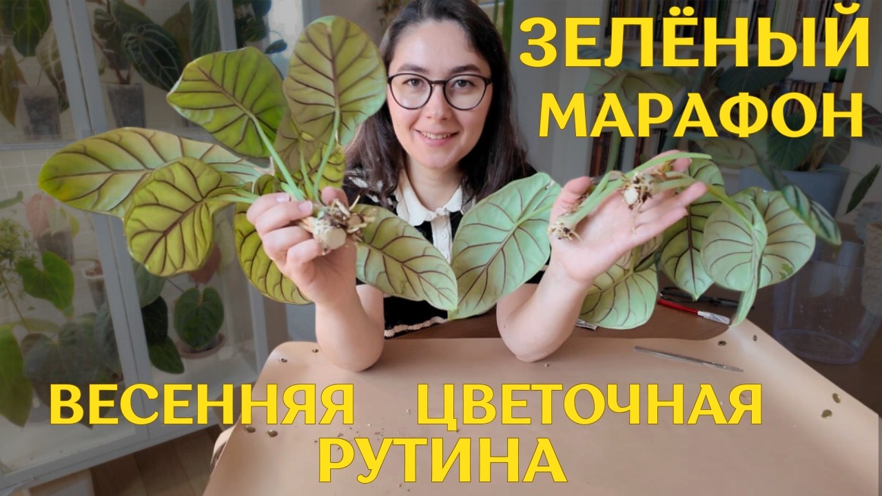 4 ДНЯ цветочных ЗАБОТ | время ПЕРЕУКОРЕНЯТЬ АЛОКАЗИИ, РАСПАКОВЫВАТЬ, пересаживать ХОЙИ и АНТУРИУМЫ 🌿