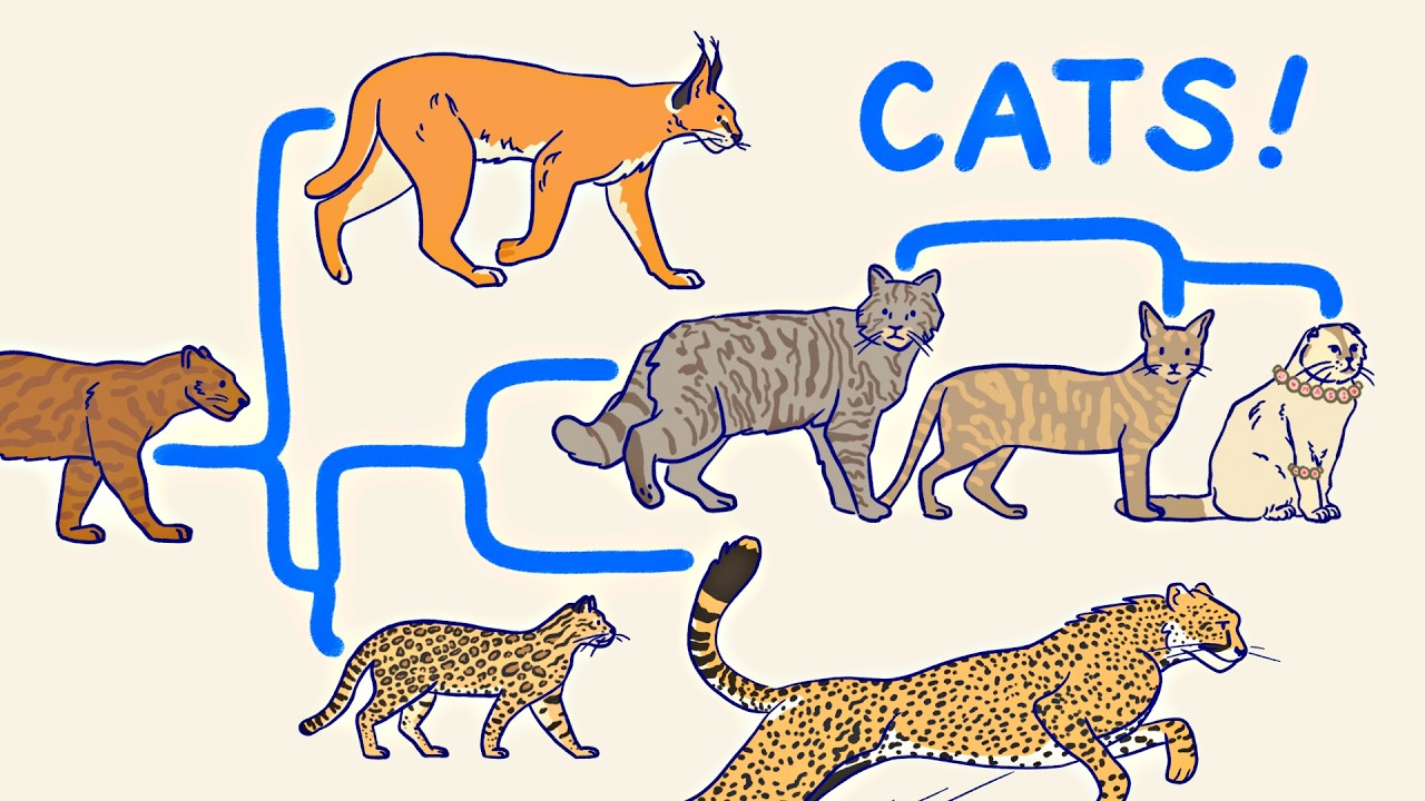 ALL THE CATS, EXPLAINED