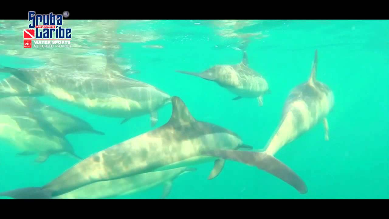 Mauritius Dolphin swim with Scubacaribe at Riu Hotels
