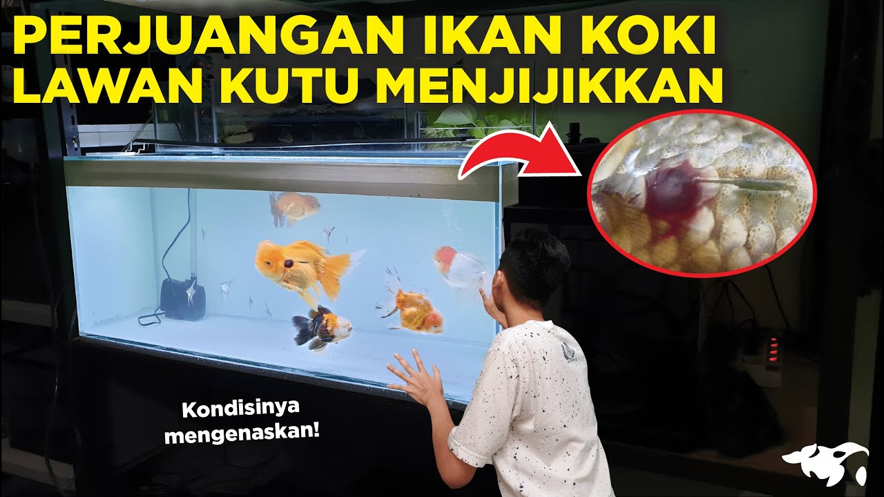 GAK TEGA! PERJUANGAN IKAN KOKI SATU TANKMELAWAN KUTU JARUM MENJIJIKKAN , BAIK-BAIK AJA?