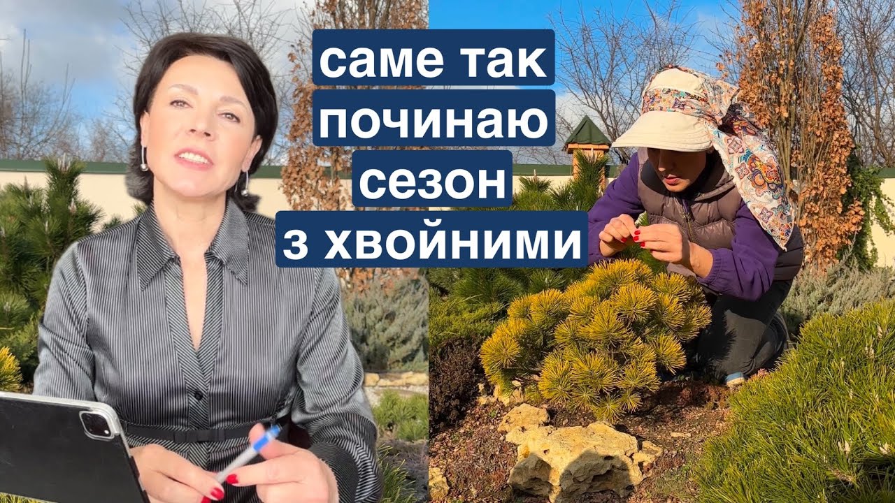 З чого починати сезон з хвойними