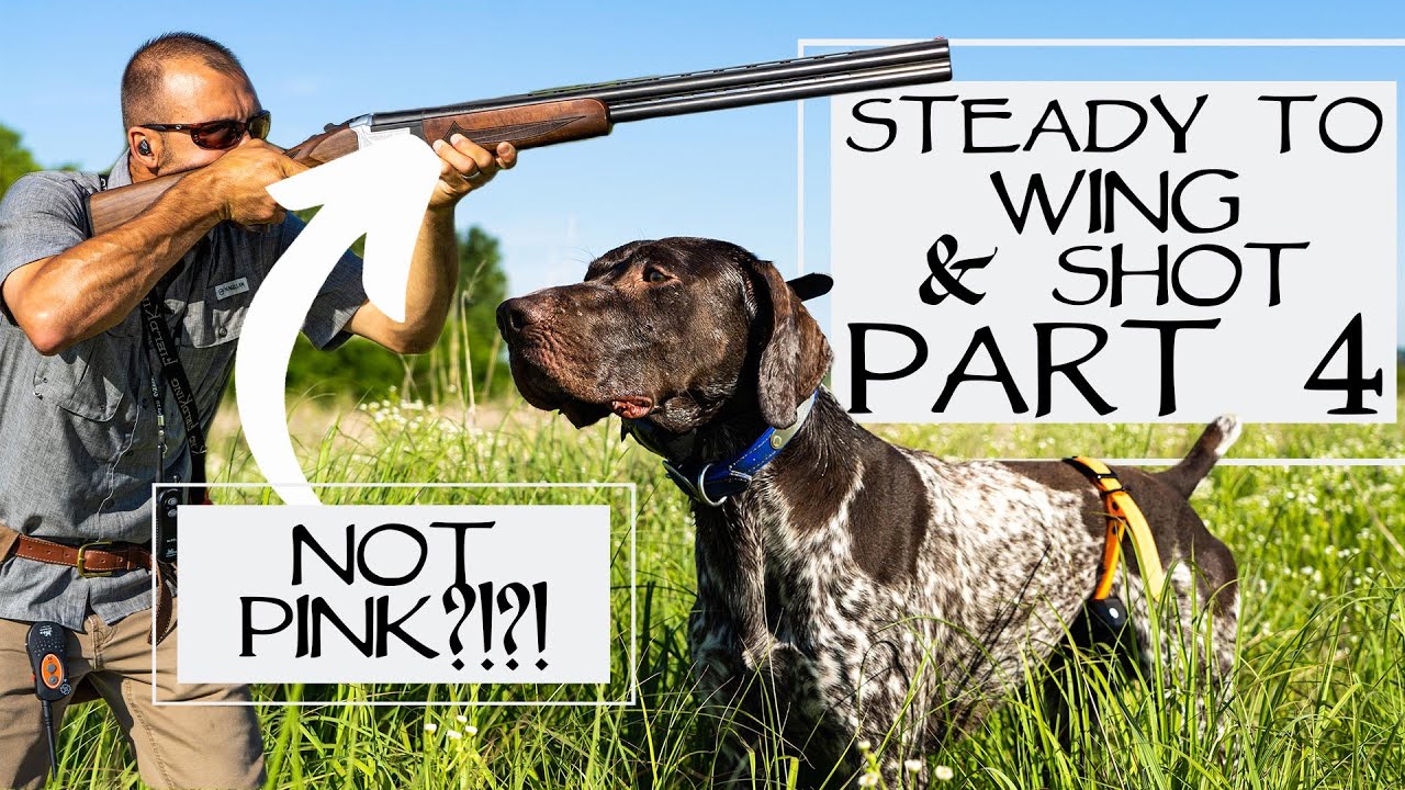 Hunting Dog Training - Steady To Wing and Shot - Step 4