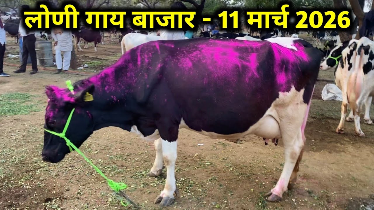 🛑Live लोणी गाय बाजार, बुधवार 11 मार्च 2026, loni cow market, लोणी hf गाय बाजार आजचे बाजारभाव |