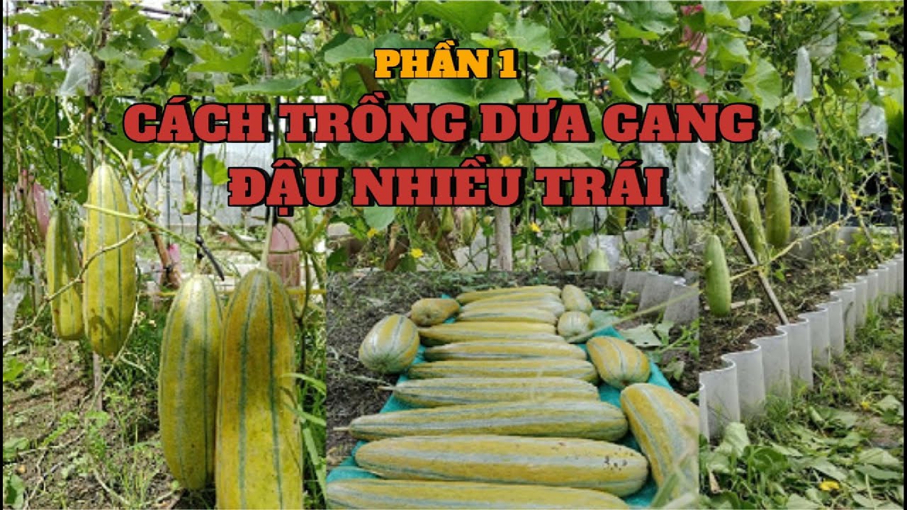 CÁCH TRỒNG DƯA GANG SAI TRÁI . Phần 1