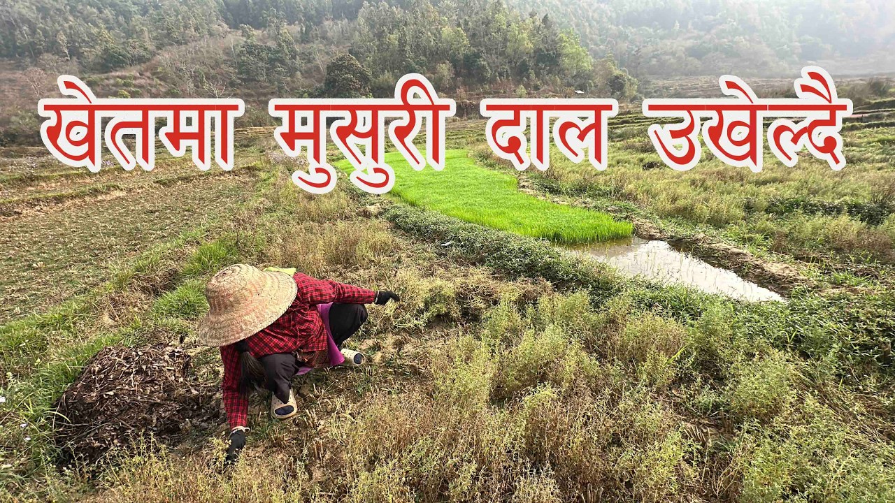 खेतमा मुसुराे दाल  उखेल्दै /Khetko musuro dal ukheldai/  Fal Thapa Photography /Village Life