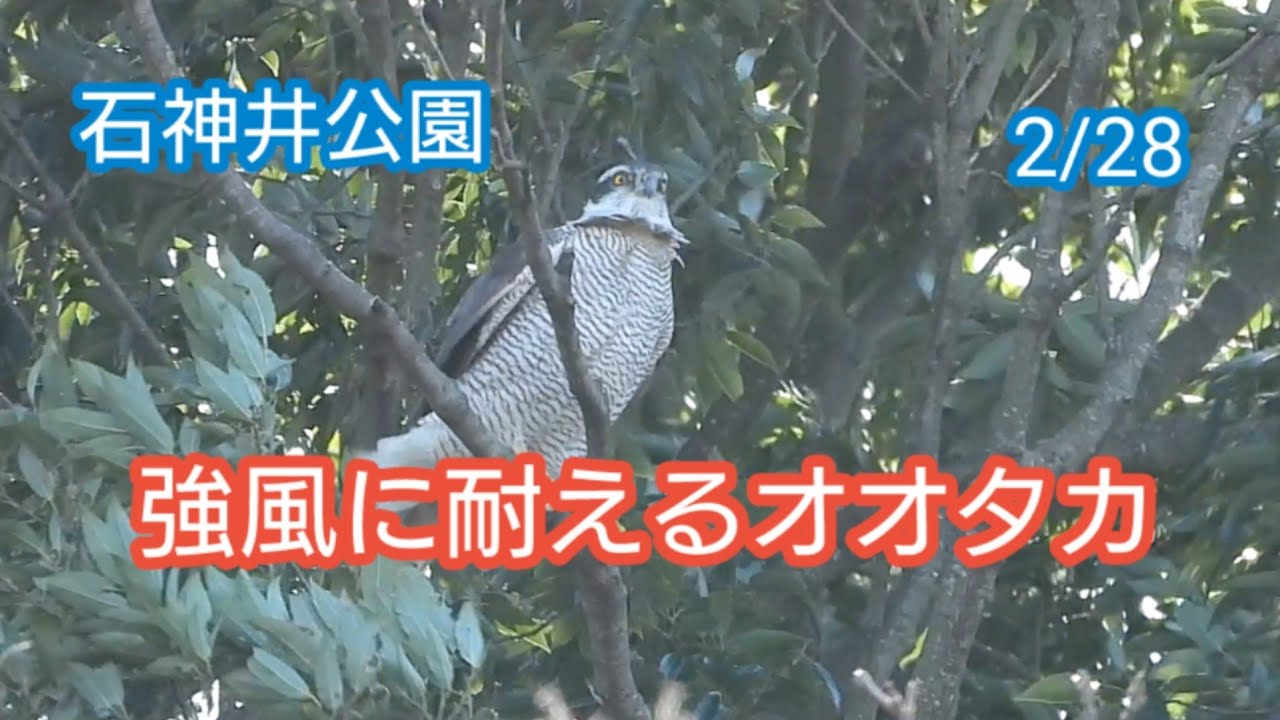 強風に耐えるオオタカ　Goshawk　石神井公園　2/28