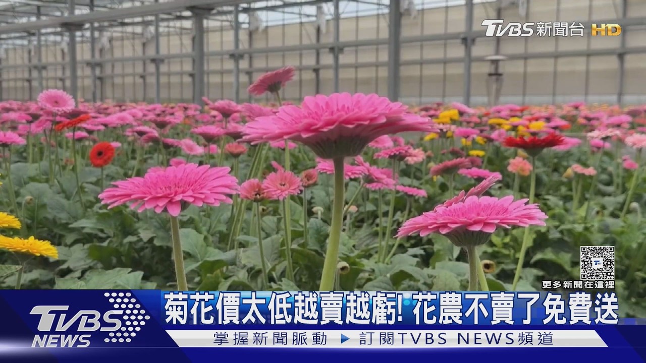 菊花價太低越賣越虧! 花農不賣了免費送｜TVBS新聞 @tvbsnews24live