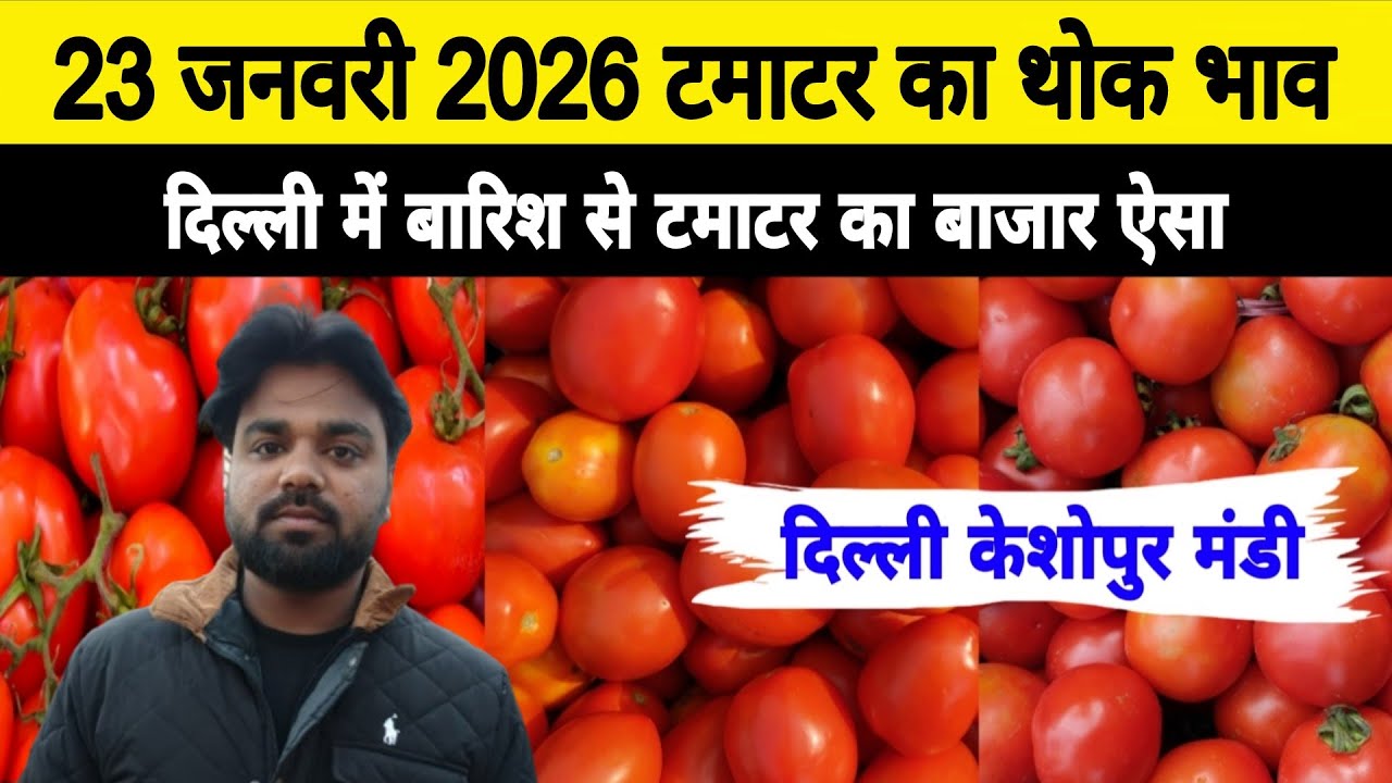 23 Jan 2026 🍅टमाटर का थोक भाव | Today Tomato Price keshopur mandi | Tamatar Ka Bhav #tomato #tamatar