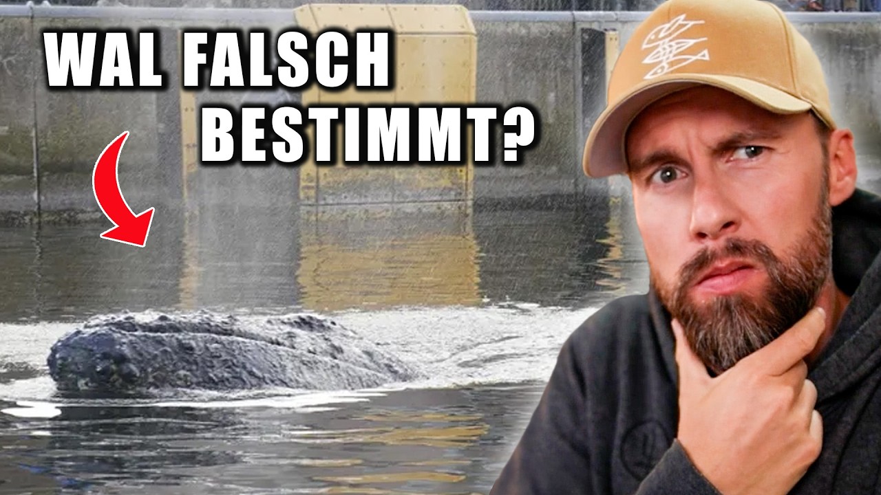 EXPERTEN verwechseln Buckelwal mit Finnwal?! Wal in der Ostsee gesichtet | Robert Marc Lehmann