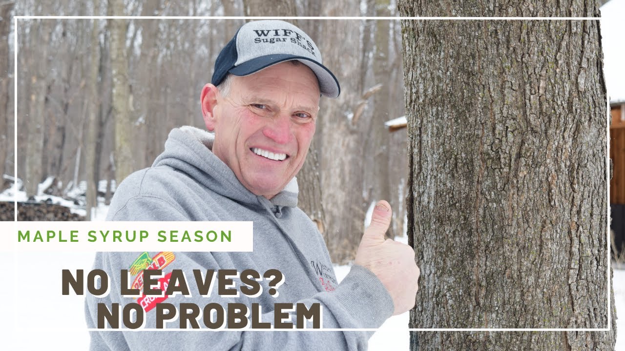 Maple Syrup Season: How to ID a Maple Tree