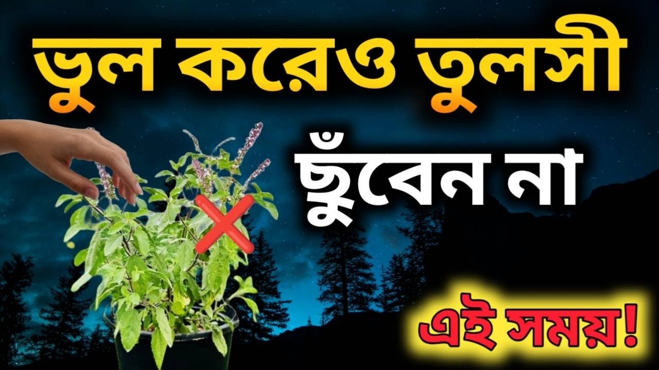 রাতে তুলসী গাছ ছুঁলে সর্বনাশ! জেনে নিন শাস্ত্রের মারাত্মক কারণ | Sukher Disha