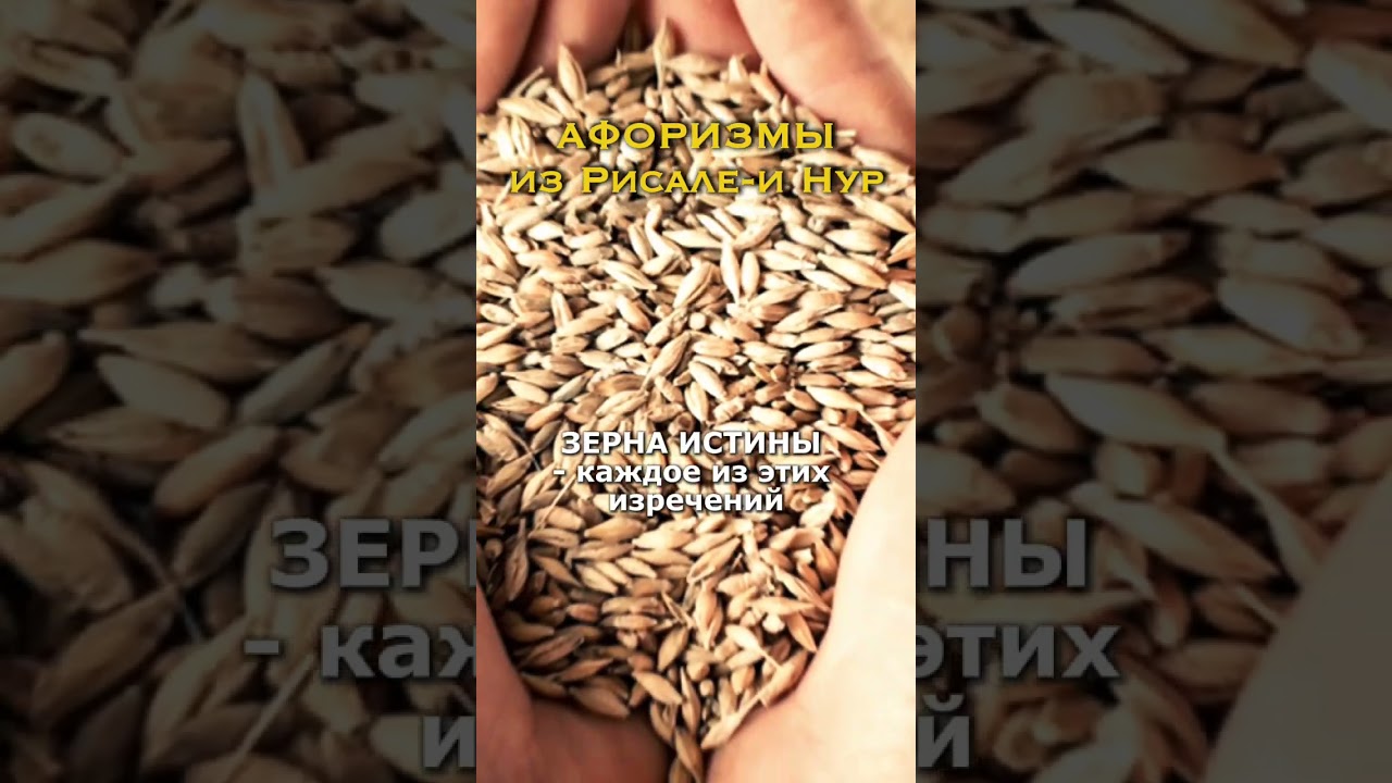 РИСАЛЕ И НУР  - АФОРИЗМЫ | #ислам  #мусульмане #иман #саиднурси #рисалеинур #risaleinur