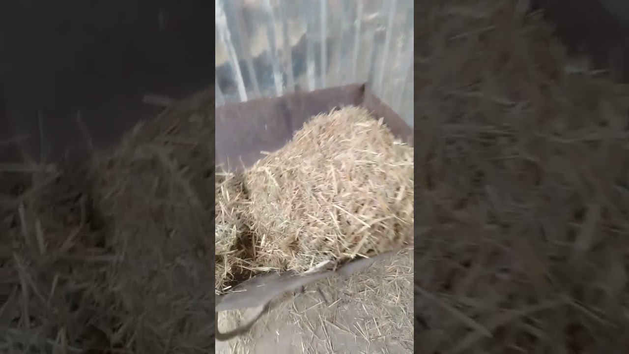 bordaq dana necə bordanir