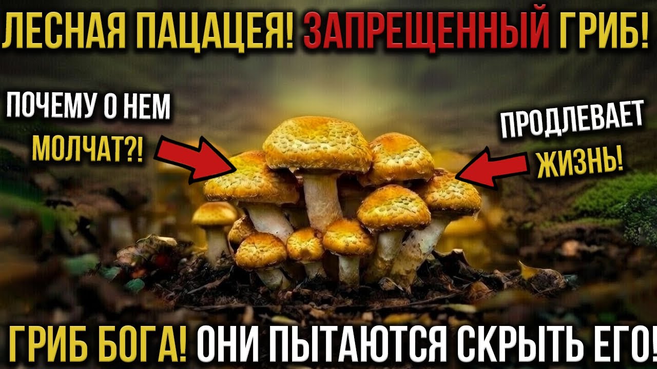 Эликсир из-под земли: Почему «Гриб Солнца» был стёрт из современной медицины?