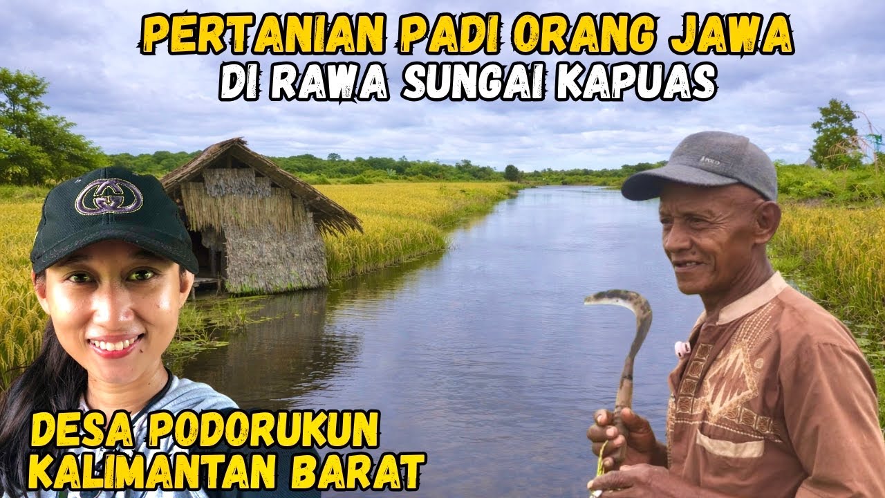CERITA SESEPUH TRANS ASAL JAWA TENGAH BERTANI PADI DI ERA MARAKNYA PERKEBUNAN SAWIT
