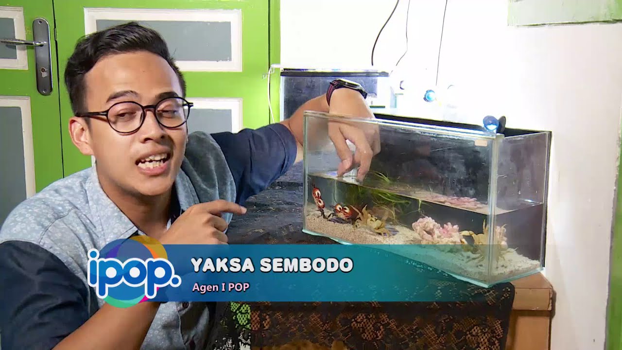 Jenis-jenis Kepiting Hias, Bisa Jadi Referensi Hewan Peliharaan Kamu Nih - IPOP