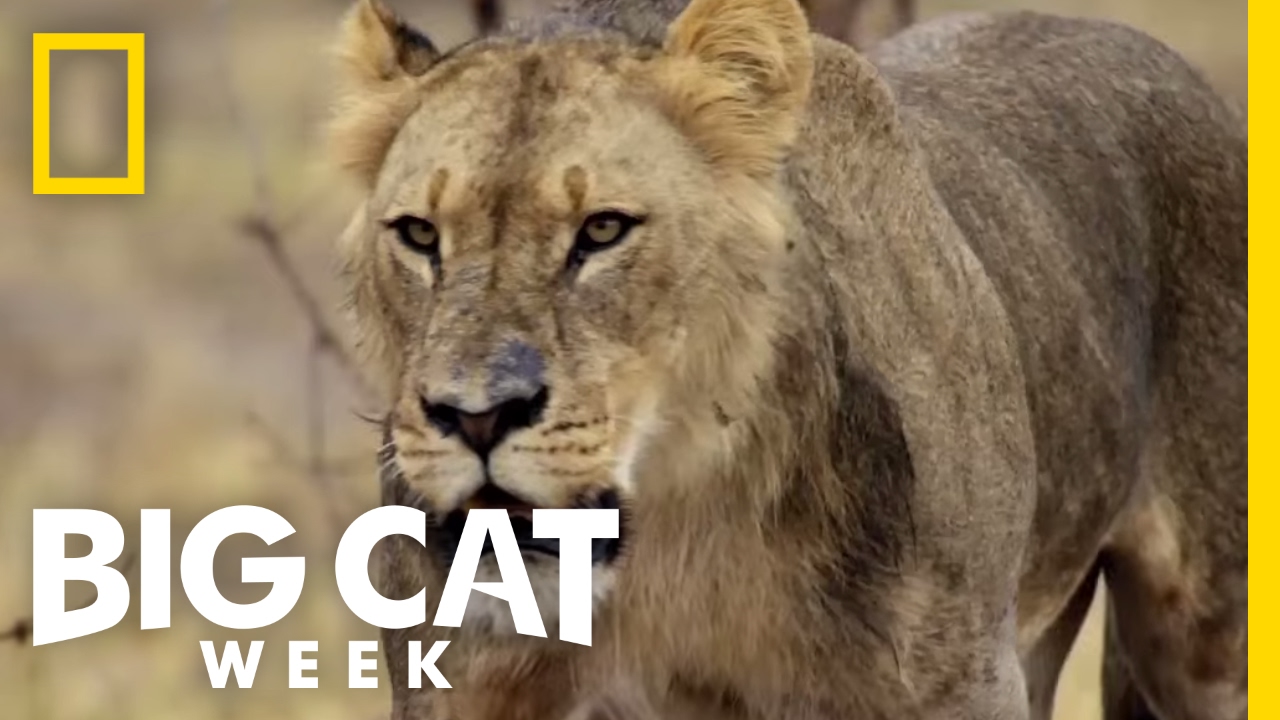 One Last Meal | Big Cat Week