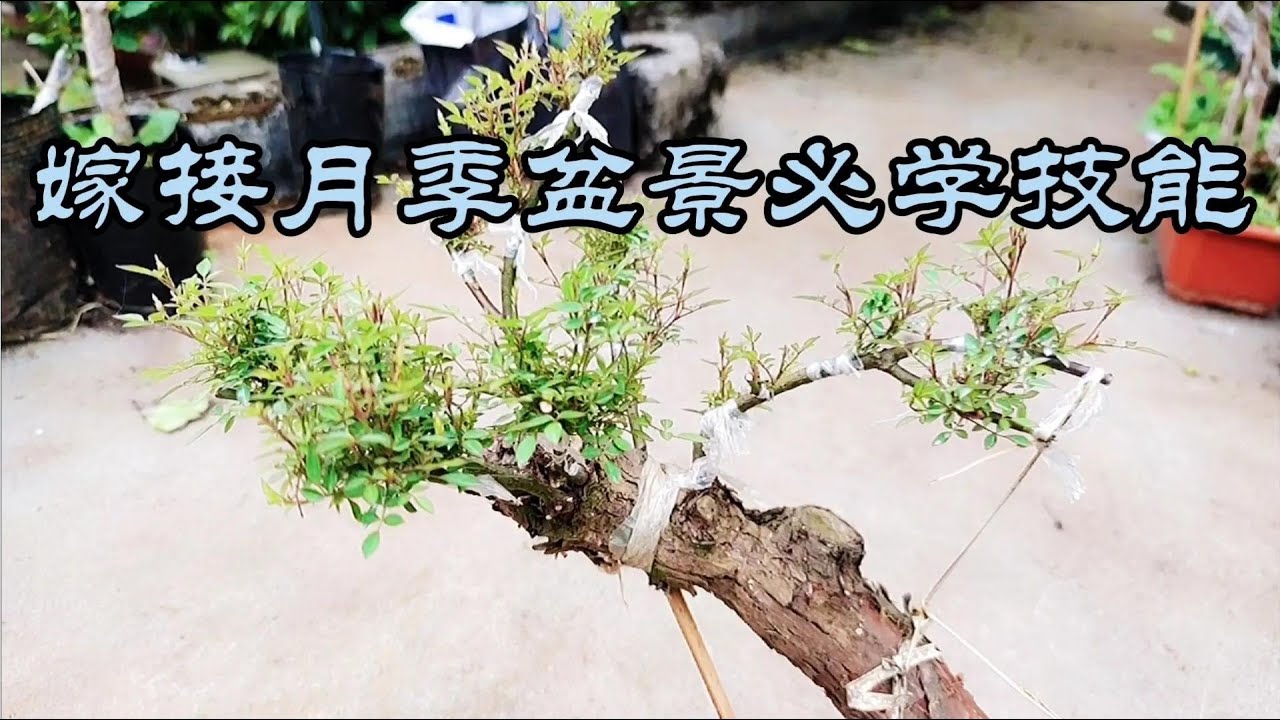 微型月季盆景嫁接教程，此方法可以短時快速成型。