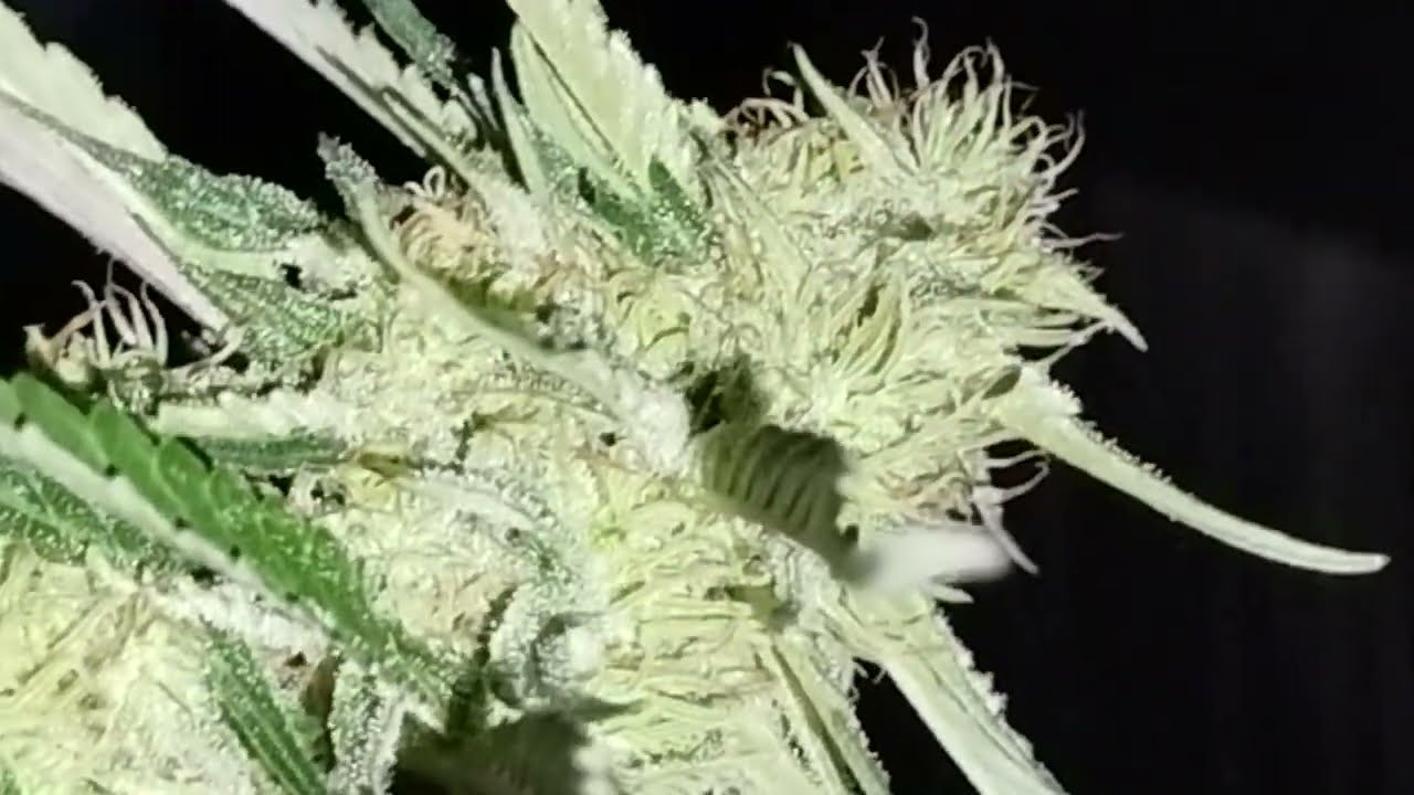 2023 Grow Log: Week 20 Put a fork in her....  she's done.