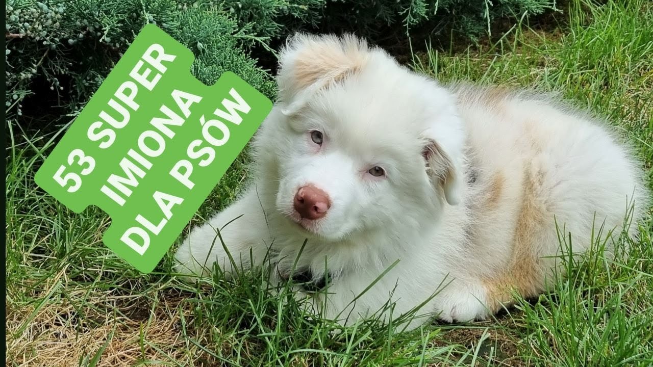 Jak nazwać psa: 53 super imiona z ich znaczeniem