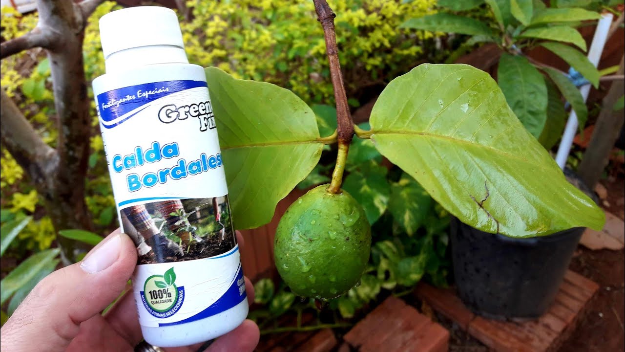 APLICAÇÃO DE CALDA BORDALESA LÍQUIDA NO PÉ DE GOIABA VERMELHA EM VASO | VEJA COMO FAZER!!