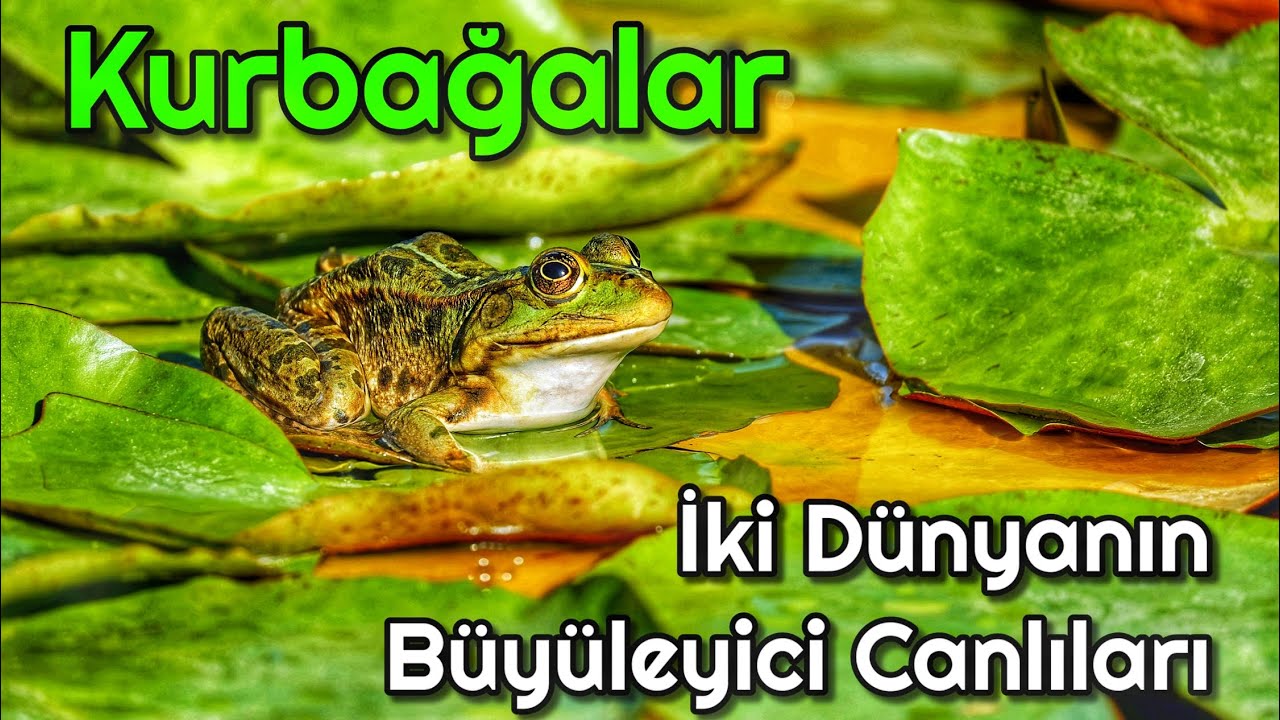 Kurbağalar: İki Dünyanın Büyüleyici Canlıları #kurbağa #belgesel #hayvanlar