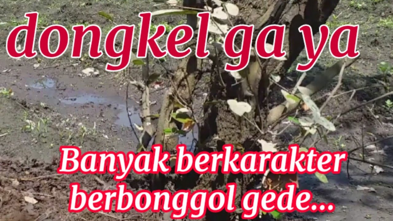 TERBENGKALAI !!!  Begini penampakan bonsai serpang di habitat aslinya