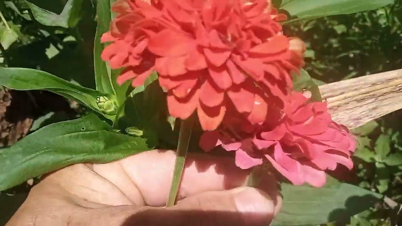  Veja este vídeo ele vai mexer com sua vida  ?