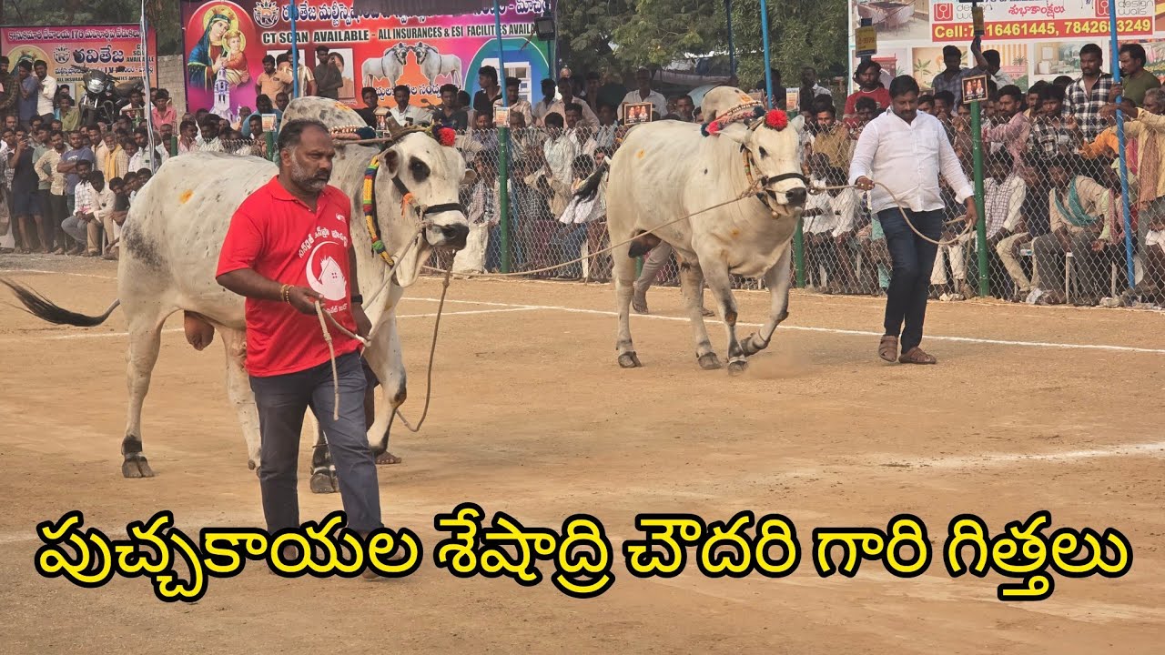 రెంటచింతల న్యూ కేటగిరి 10.జత. పుచ్చకాయల శివ పార్వతి కళ్యాణ్ మెమోరియల్. పుచ్చకాయల శేషాద్రి చౌదరి