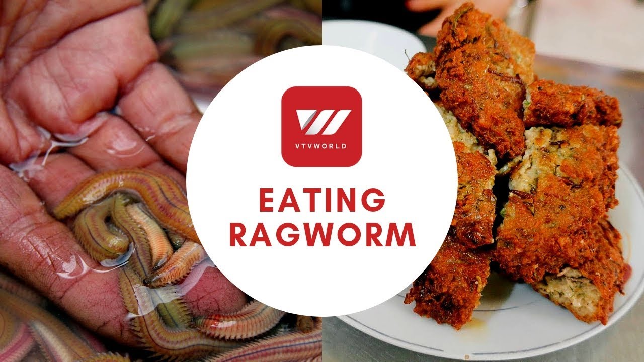 Ragworm - One of Vietnam&rsquo;s Most Bizarre Foods | VTV World