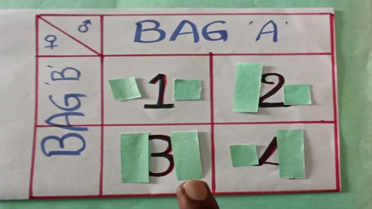 activity for explaining Mendel laws