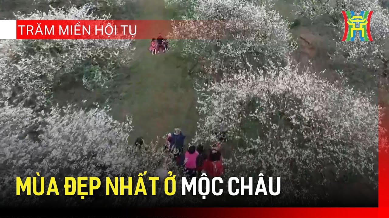 Mùa đẹp nhất ở Mộc Châu | Trăm miền hội tụ