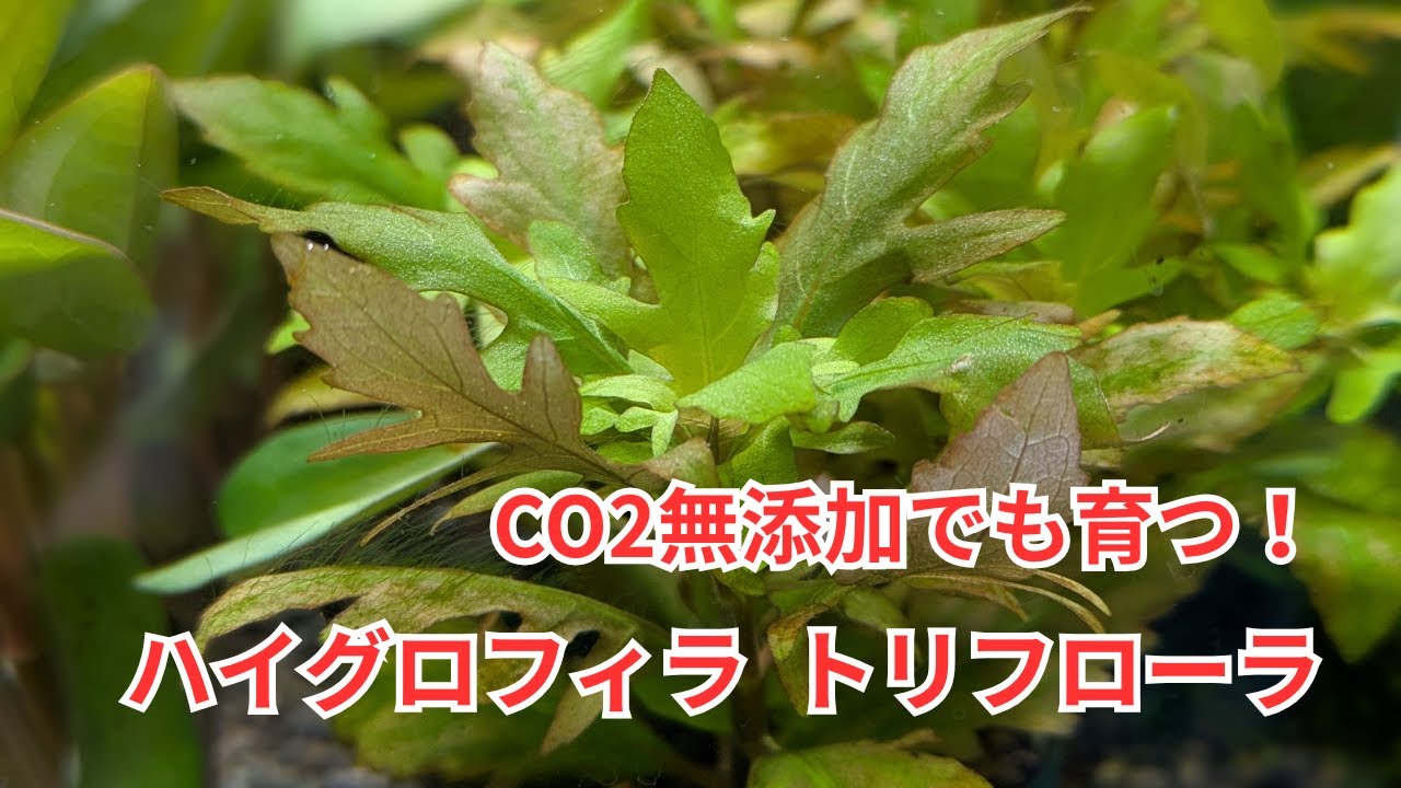 ボトルアクアリウムにもおすすめの「ハイグロフィラ トリフローラ」をご紹介！