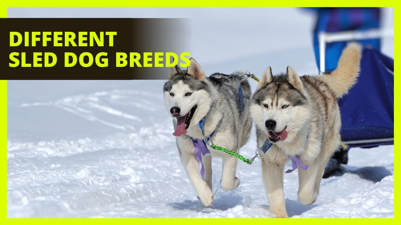 SLED DOG BREEDS | Modern sled dog racing produces some interesting variations