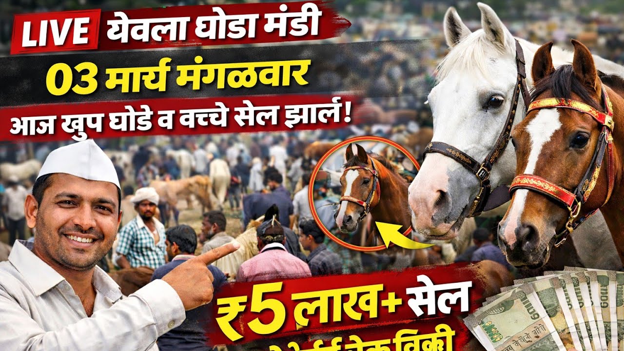 आज येवला घोडा मंडीमध्ये मोठी विक्री! 03 मार्च मंगळवार Special Report
