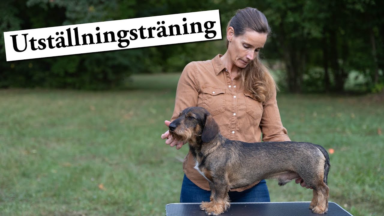 Hundskolan Utst&auml;llning