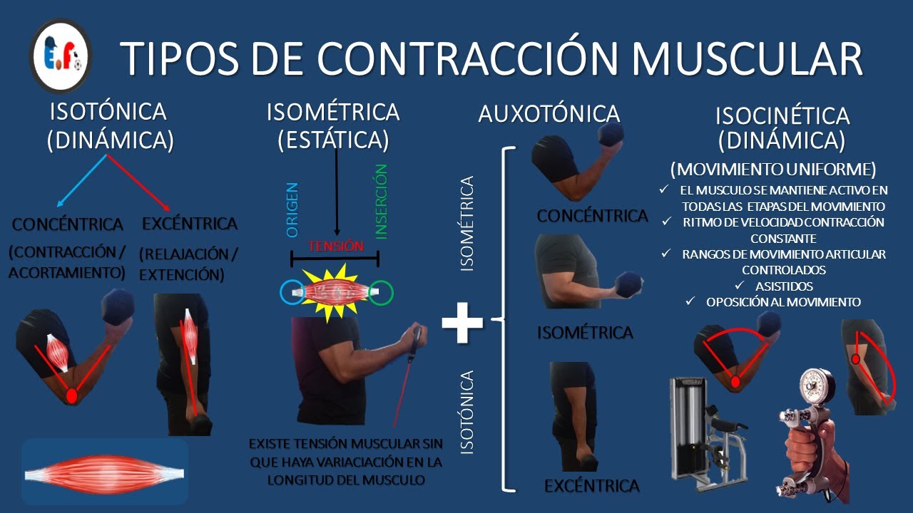 TIPOS DE CONTRACCIÓN MUSCULAR + EJEMPLOS PRACTICOS CON LAGARTIJAS